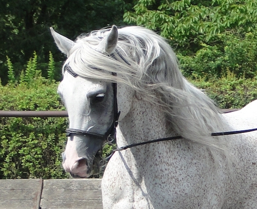 Bild eines Schimmels