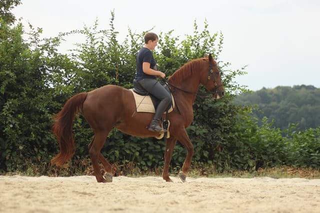 Bild von Dagmar Reinhardt auf Pferd