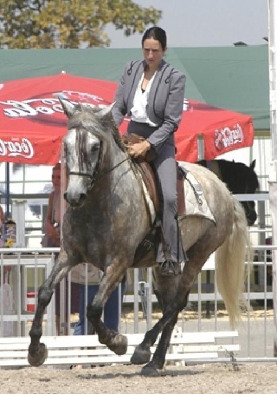 Bild von Gabriele Ende auf Pferd